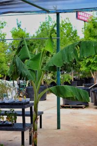 banana tree